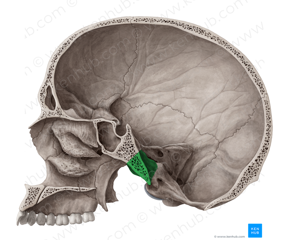 Basilar part of occipital bone (#7669)