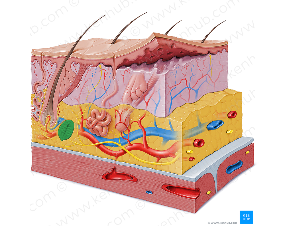 Lamellar (Pacinian) corpuscle (#2917)