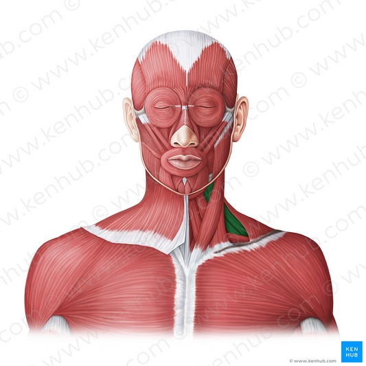 Scalene muscles (#18739)