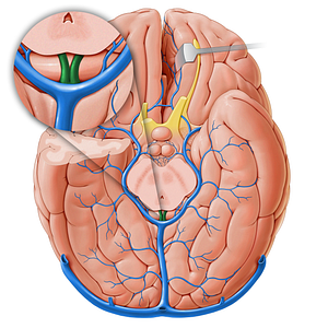 Internal cerebral veins (#18231)