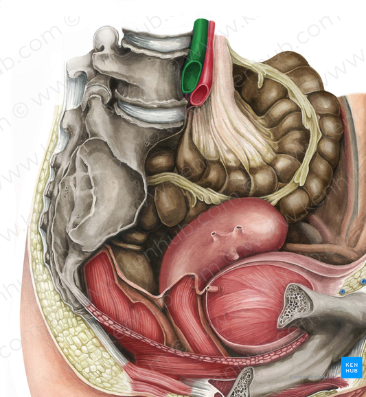 Right common iliac vein (#10284)