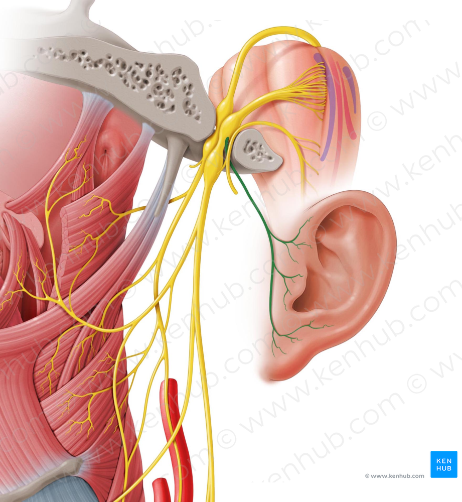 Auricular branch of vagus nerve (#8607)