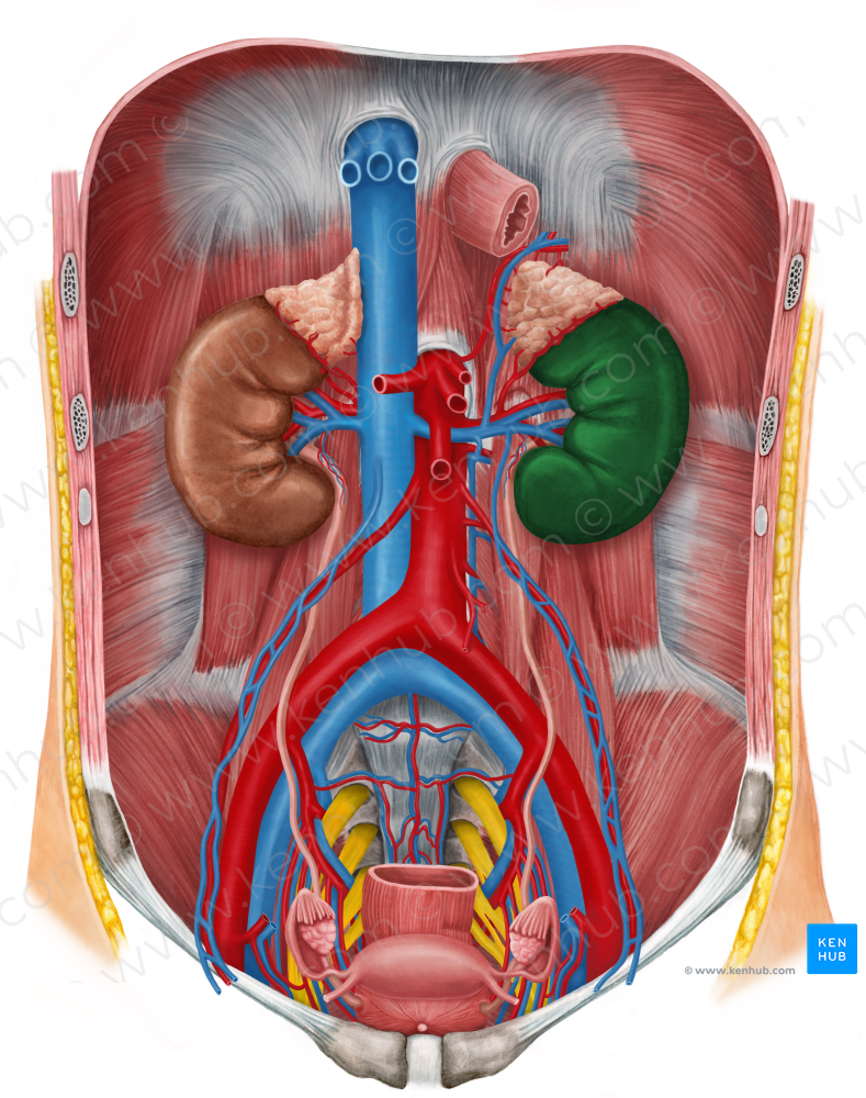 Left kidney (#8914)