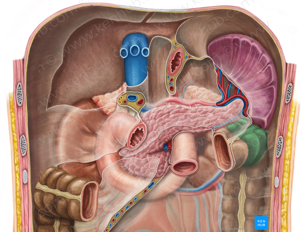 Left colic flexure (#3693)