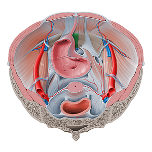 Pubic symphysis (#9392)