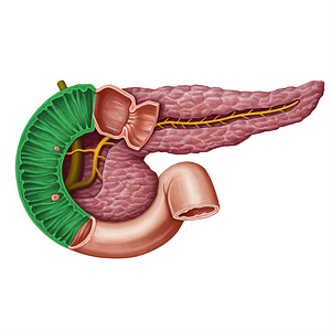 Descending part of duodenum (#13955)