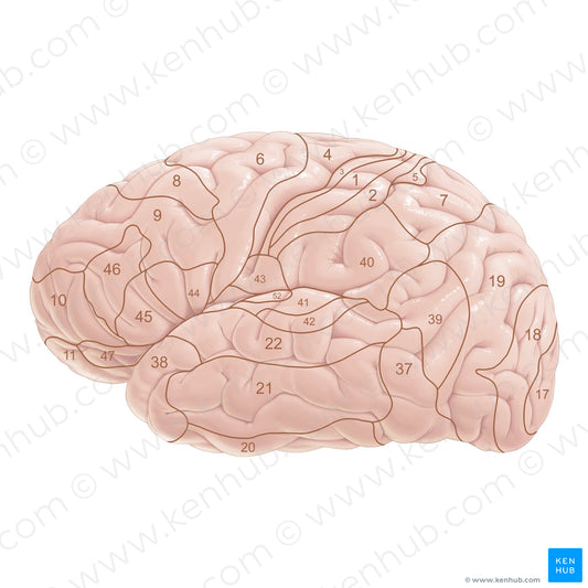 Brodmann areas (lateral view) (German)