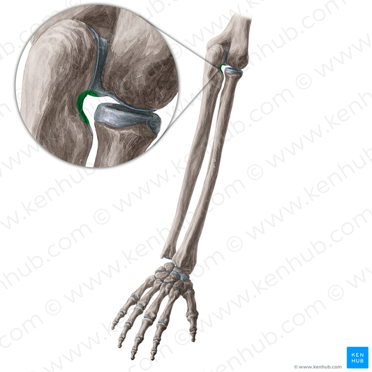 Radial notch of ulna (#21349)