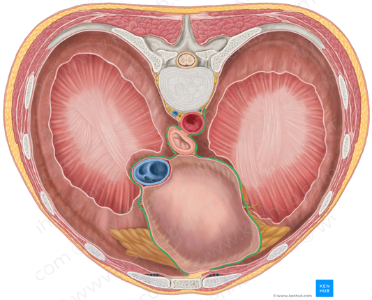 Mediastinal part of parietal pleura (#7736)