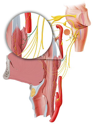 Stylopharyngeal branch of glossopharyngeal nerve (#8534)