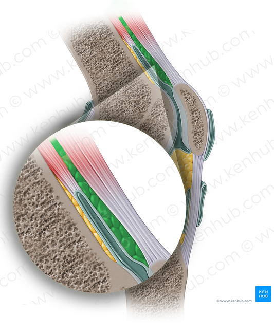 Anterior suprapatellar (quadriceps) fat pad (#13904)