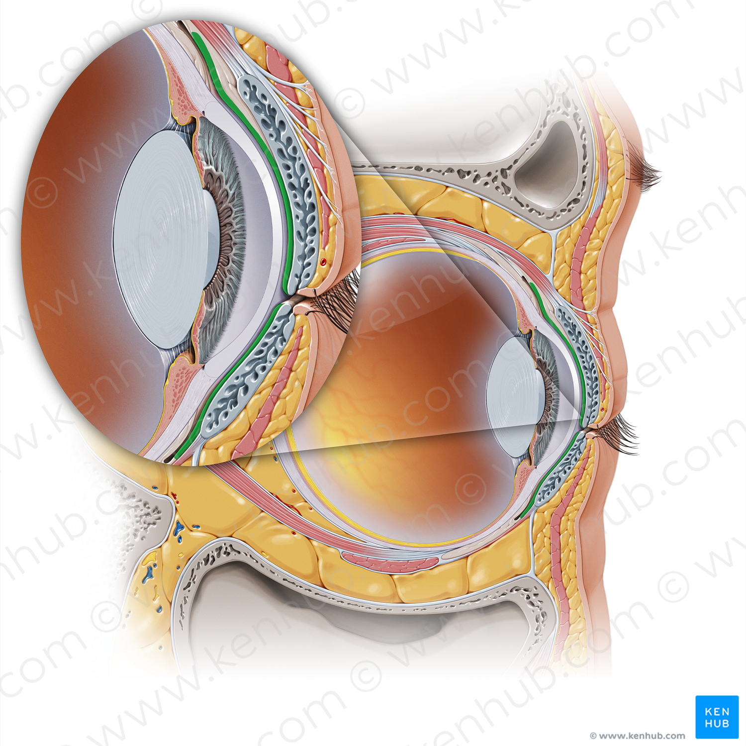 Palpebral conjunctiva (#16454)