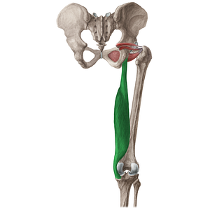 Semimembranosus muscle (#19653)