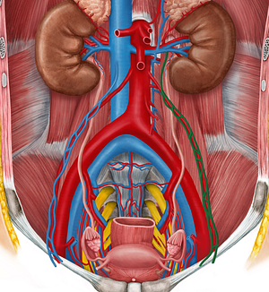 Left ovarian vein (#10455)