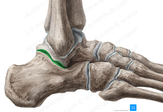 Subtalar joint (#2092)