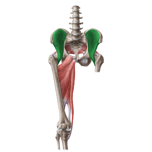 Iliacus muscle (#19641)