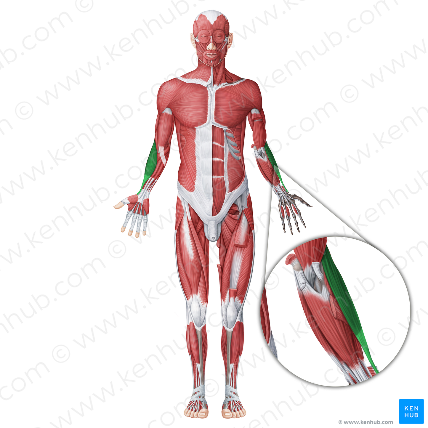 Posterior (extensor) muscles of forearm (#20054)