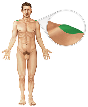 Acromioclavicular joint (#1999)