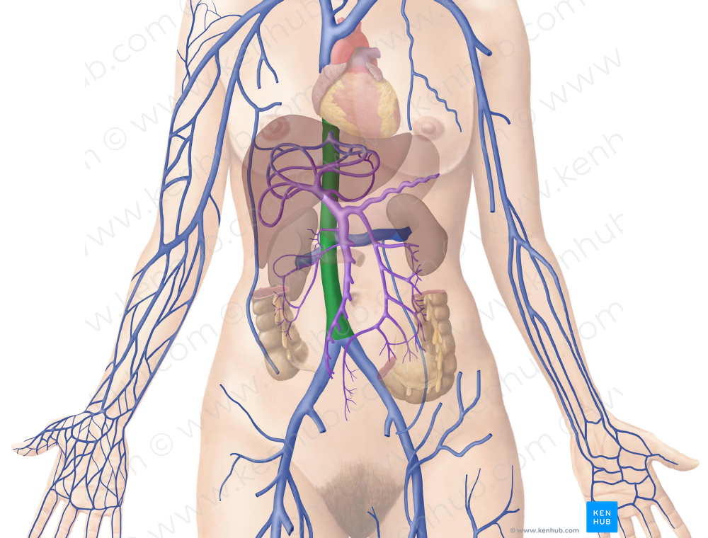 Inferior vena cava (#10055)