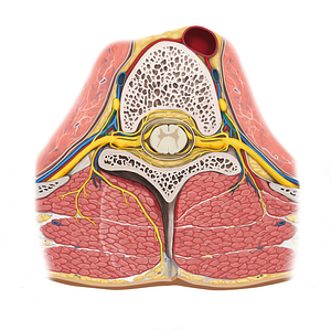 Gray ramus communicans of spinal nerve (#8634)