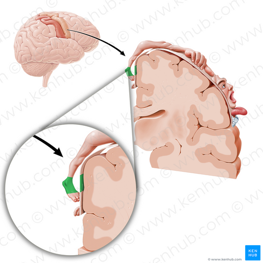 Motor cortex of ankle (#11067)