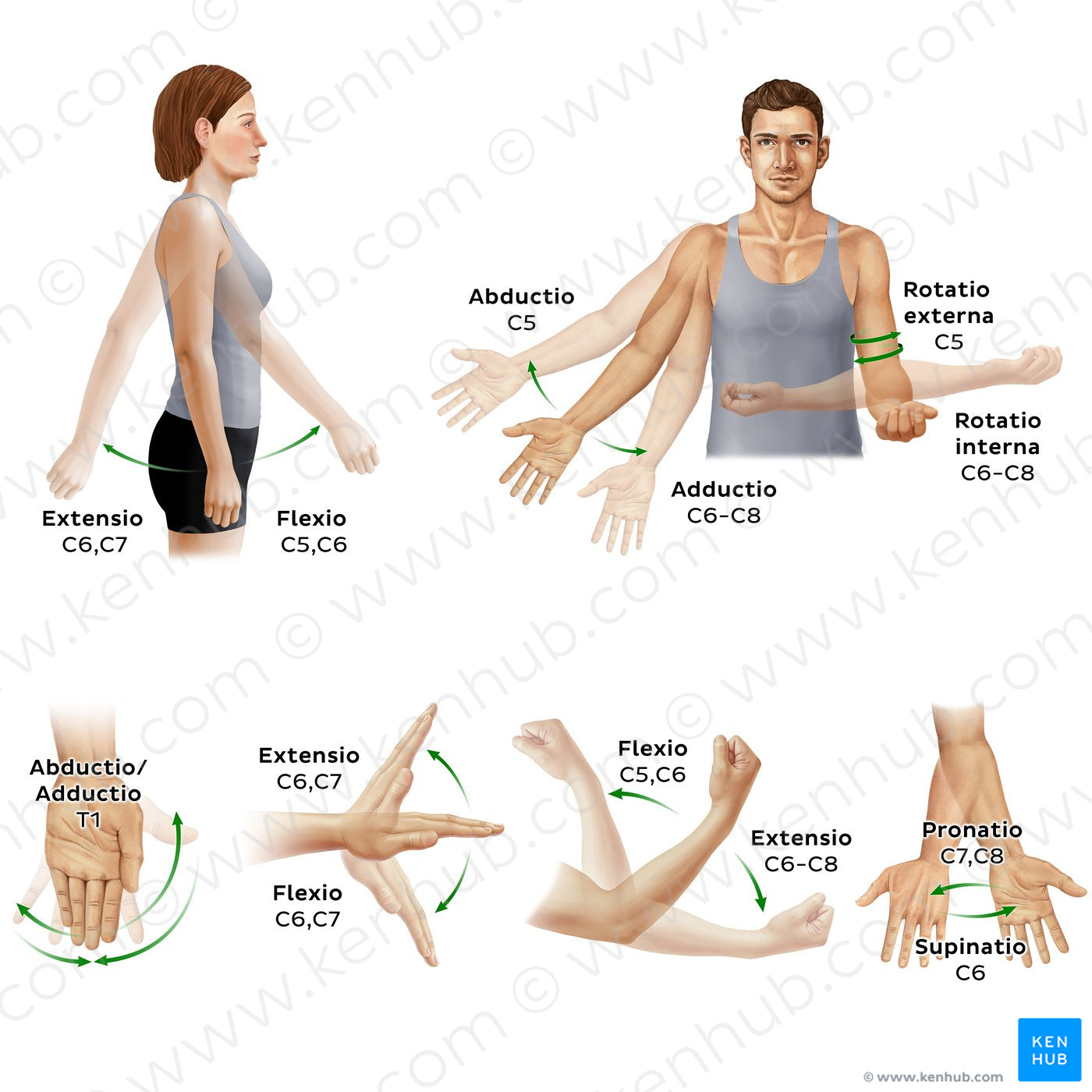 Myotomes of the upper limb (Latin)