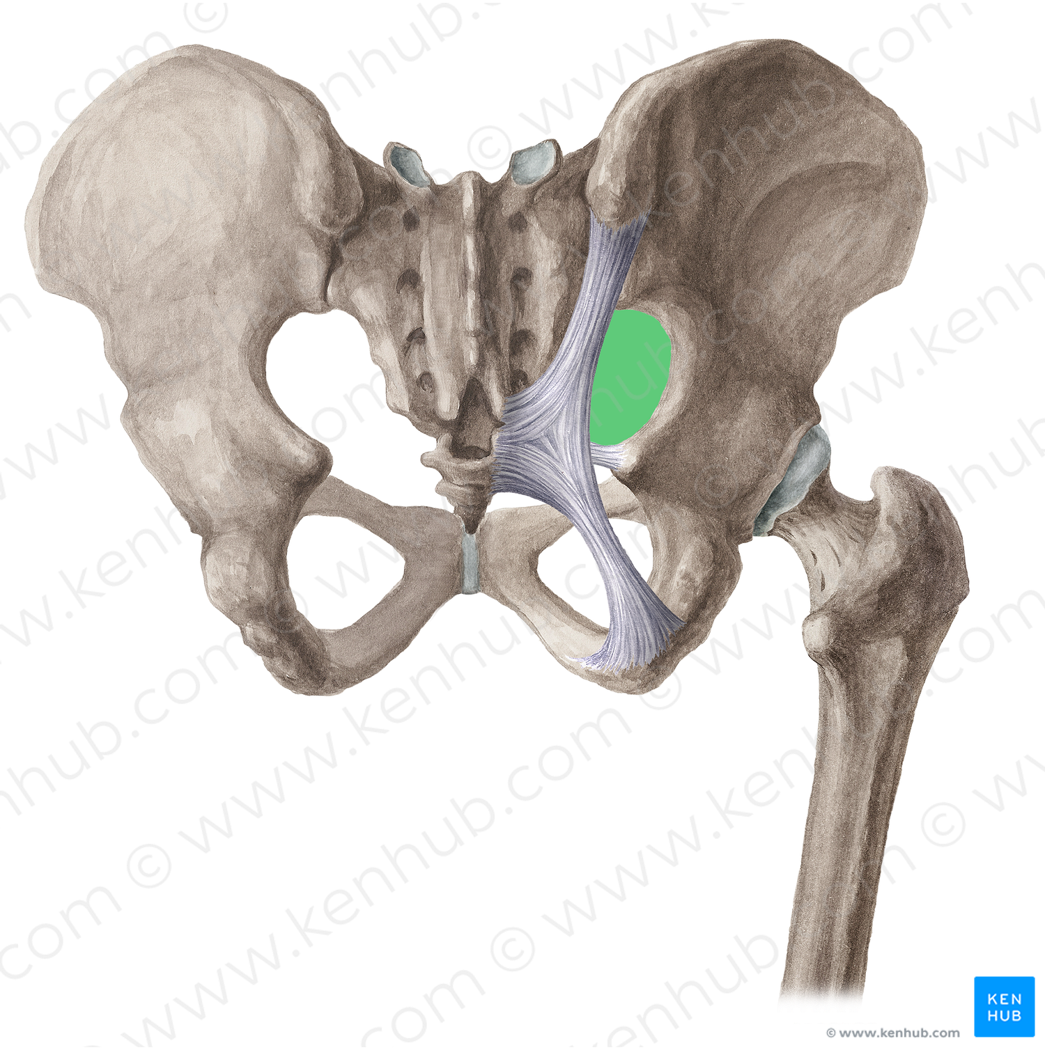 Greater sciatic foramen (#15380)