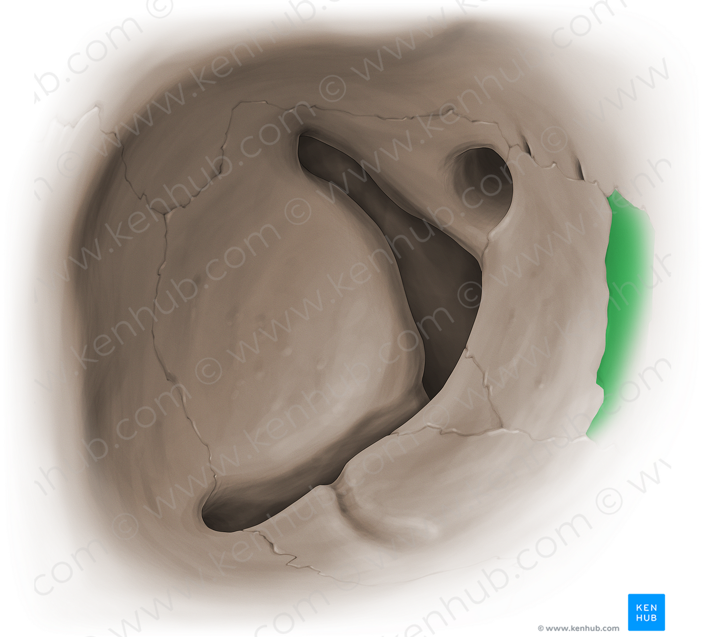 Lacrimal bone (#16077)