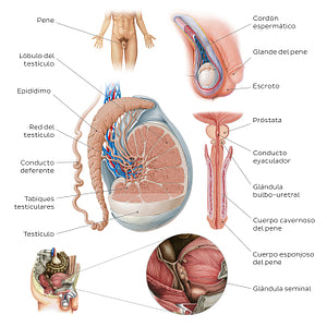 Male reproductive system (Spanish)