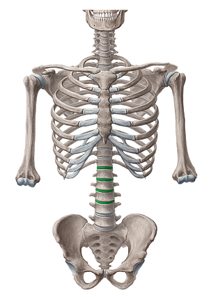 Intervertebral discs T12-L4 (#3269)