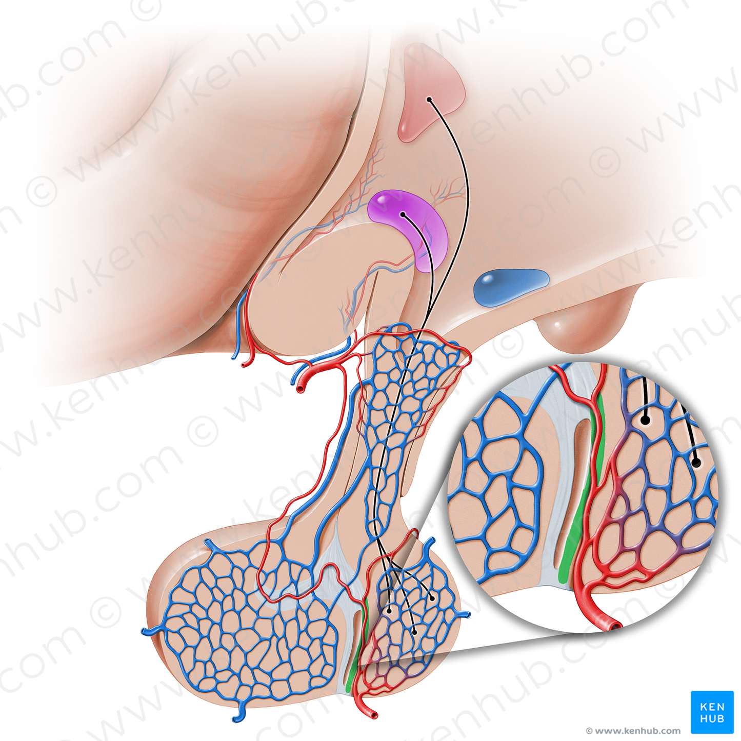 Pars intermedia of hypophysis (#16229)