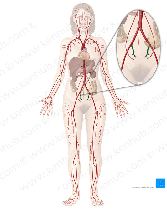 Internal iliac artery (#1419)