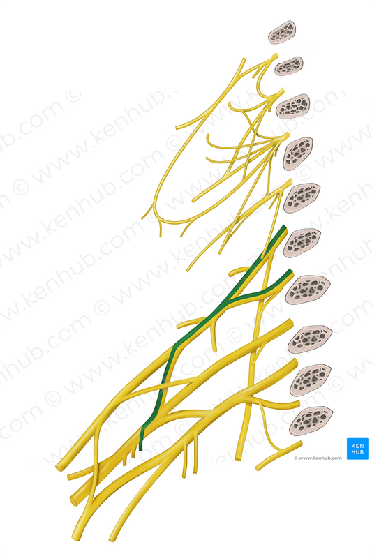 Superior subscapular nerve (#6786)