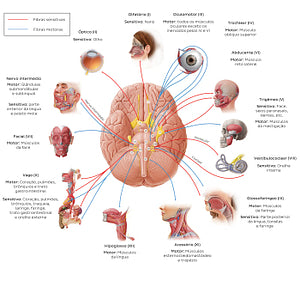 12 cranial nerves (diagram) (Portuguese)