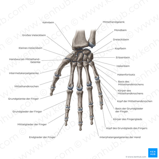 Bones of the wrist and hand (German)