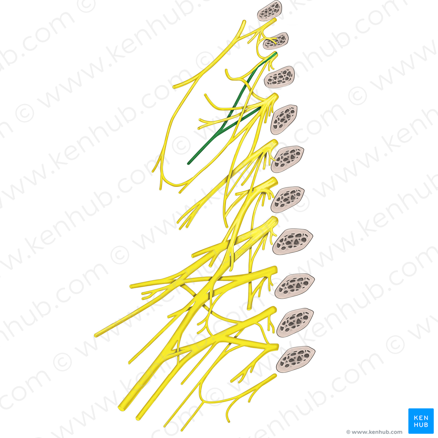 Trapezius branch of cervical plexus (#8824)