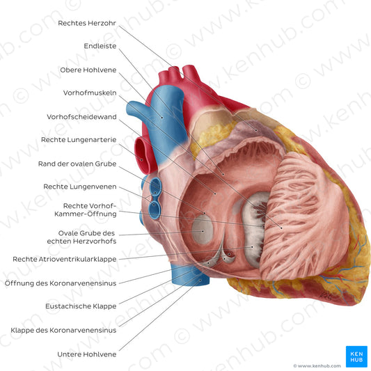 Heart: Right atrium (German)