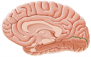 Calcarine sulcus (#9228)