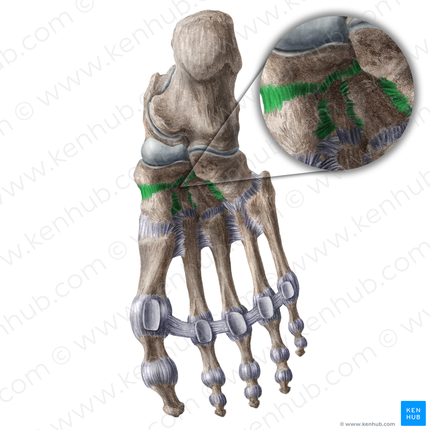 Plantar tarsal ligaments (#18614)