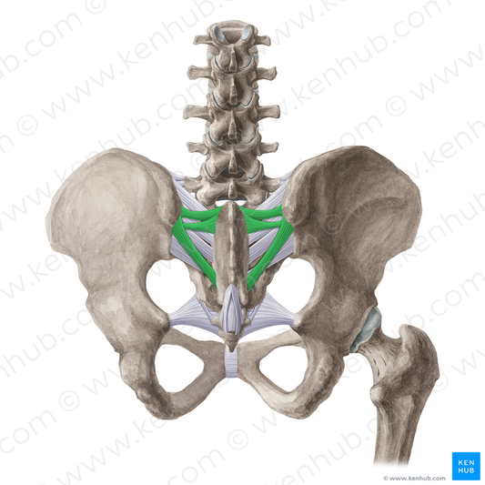 Posterior sacroiliac ligament (#21505)