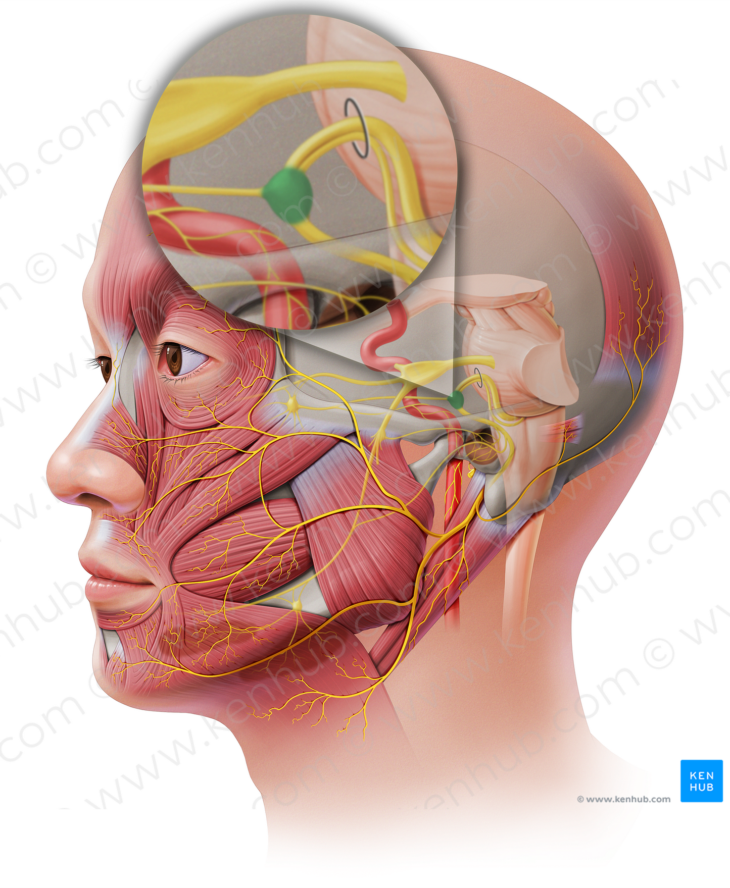 Geniculate ganglion (#3972)