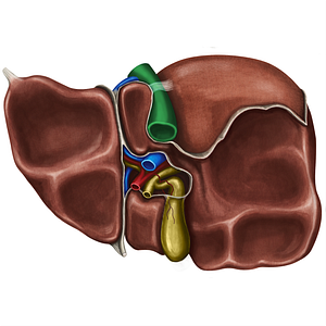 Inferior vena cava (#10036)