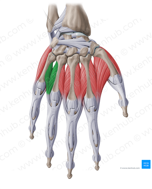 4th dorsal interosseous muscle of hand (#18786)