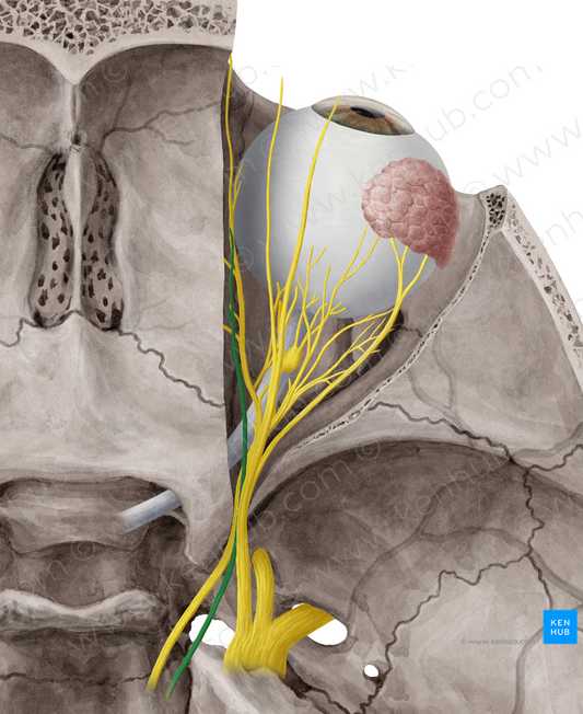 Trochlear nerve (#6840)