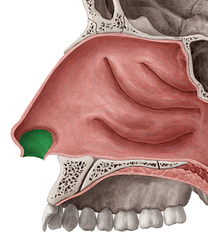 Nasal vestibule (#10824)