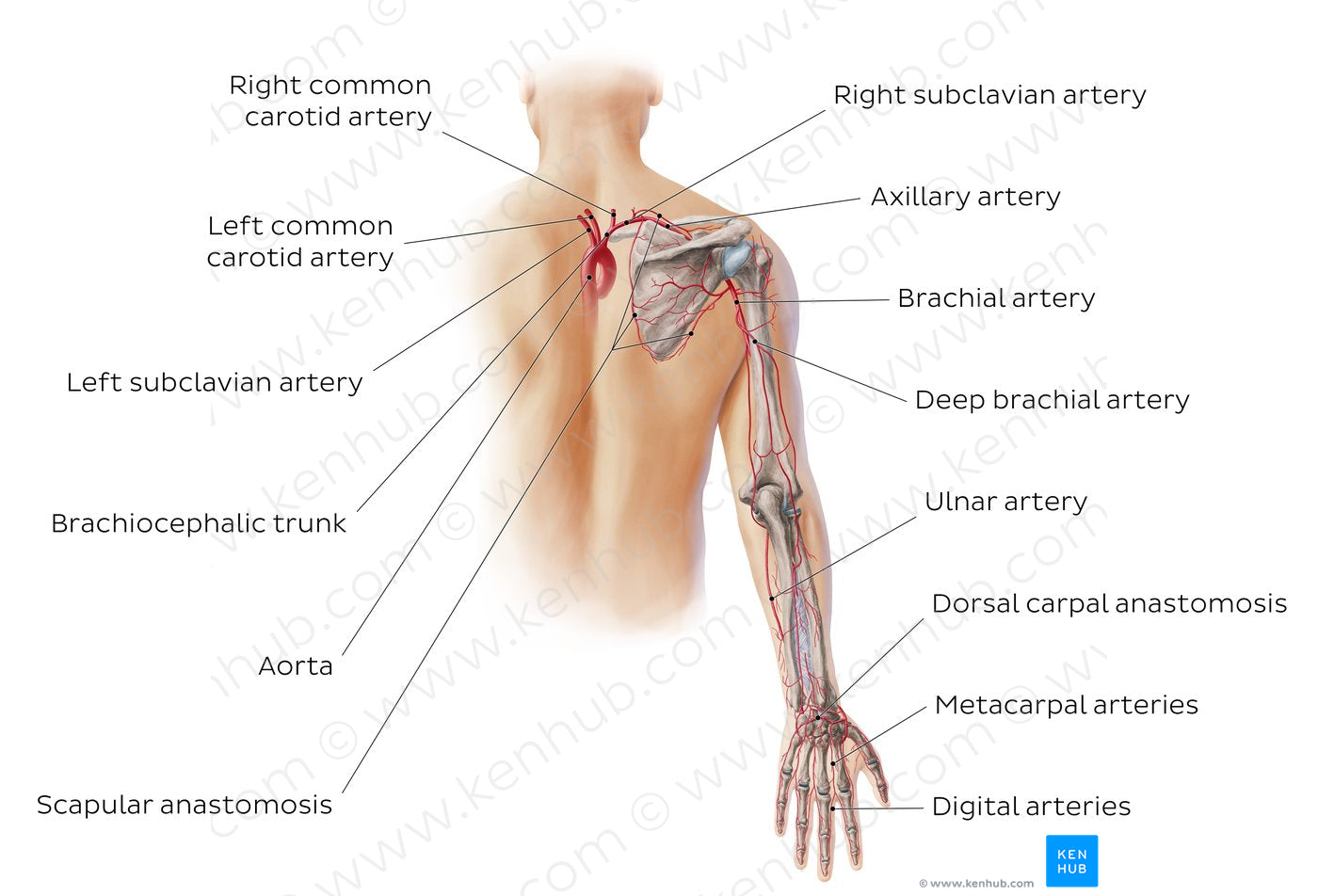 Main arteries of the upper limb - posterior (English)