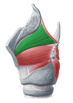 Thyroepiglottic muscle (#6093)
