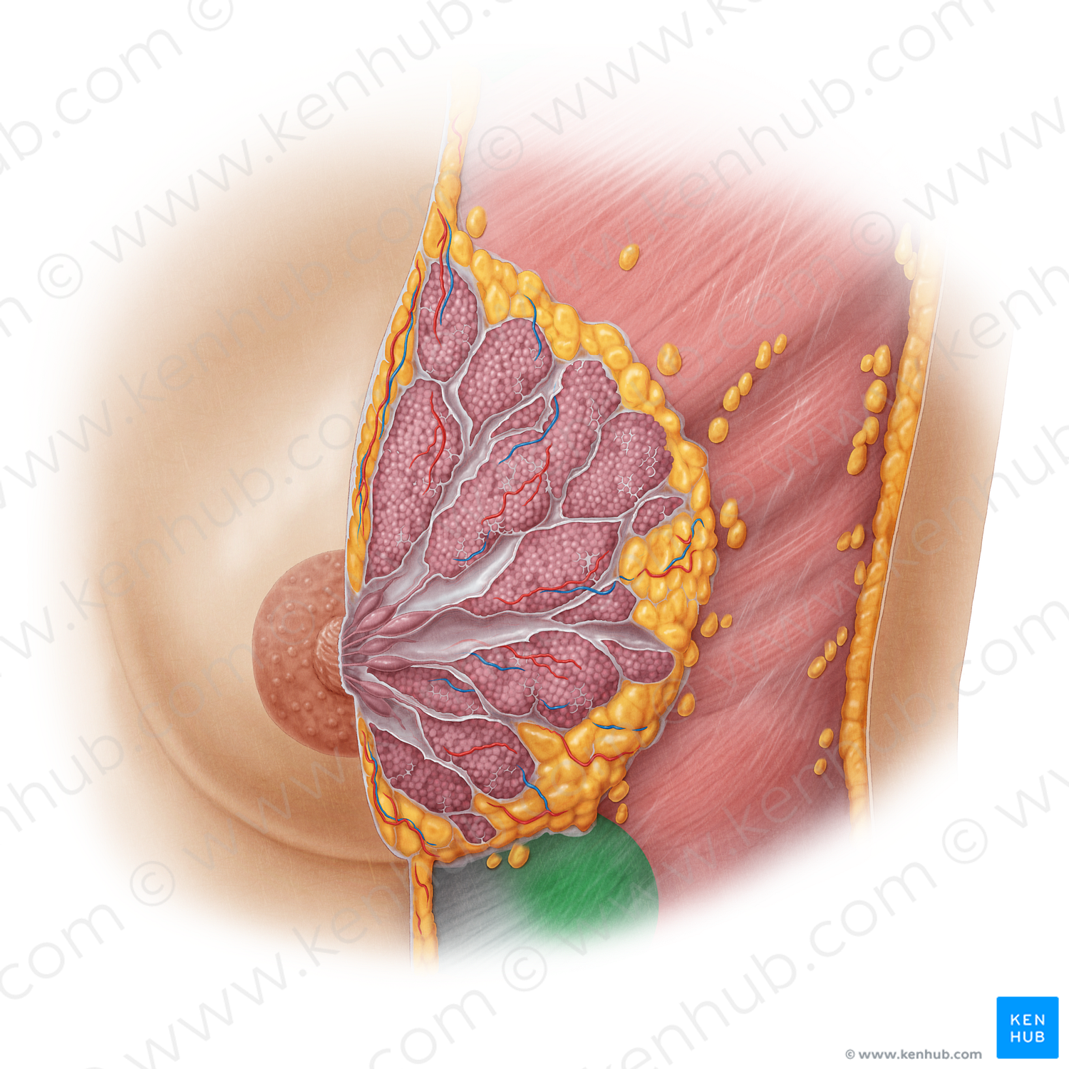 Rectus abdominis muscle (#19615)