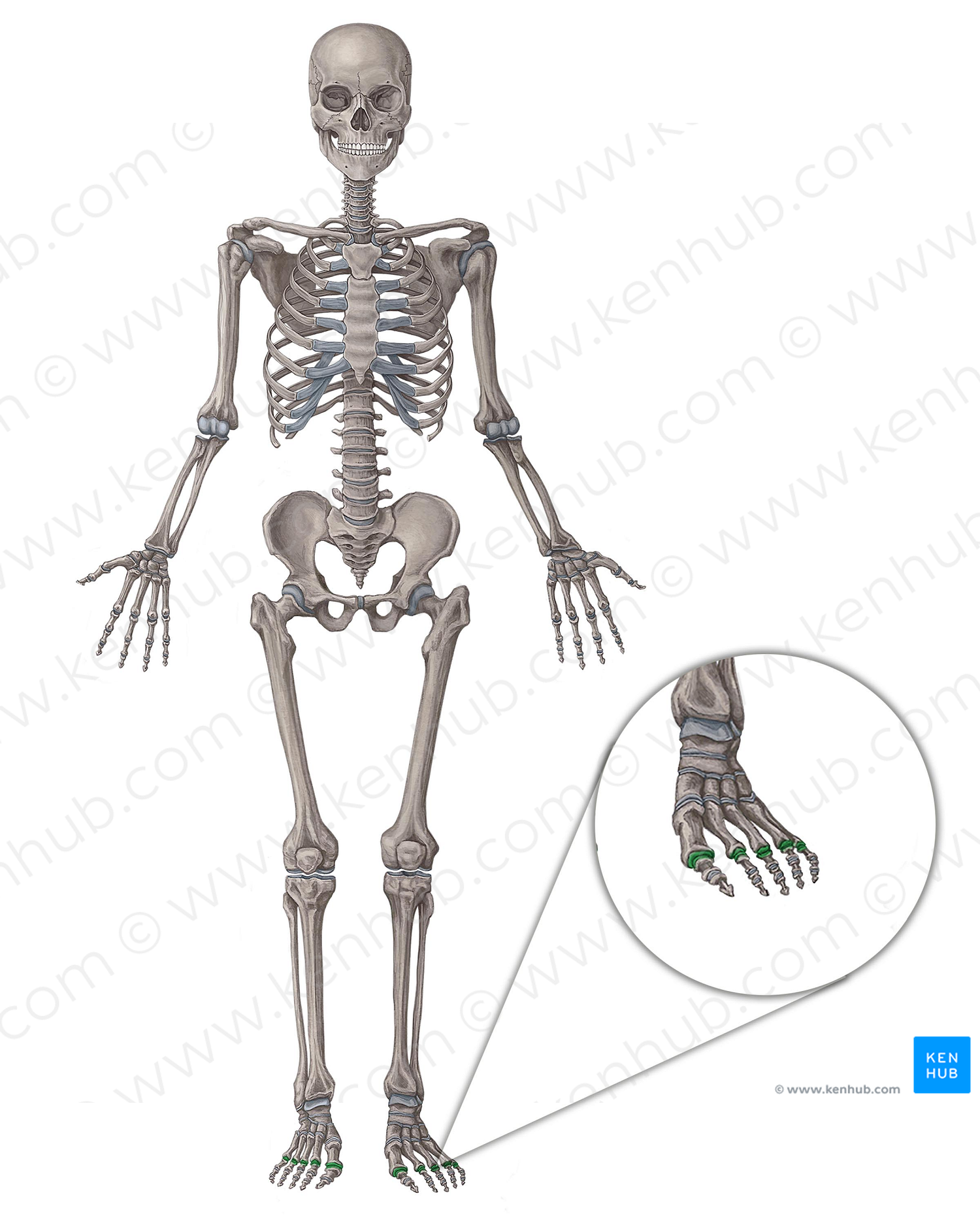 Metatarsophalangeal joints (#2067)