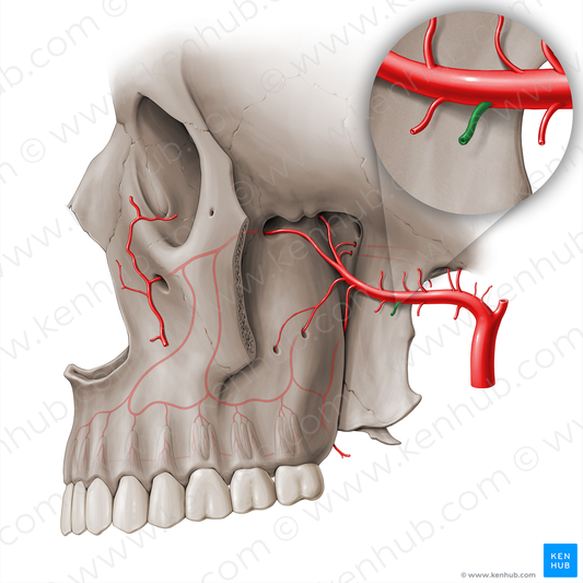 Pterygoid branches of maxillary artery (#18472)